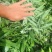 黄精苗，滇黄精苗，3年红花滇黄精露天籽育苗，健康无虫病！