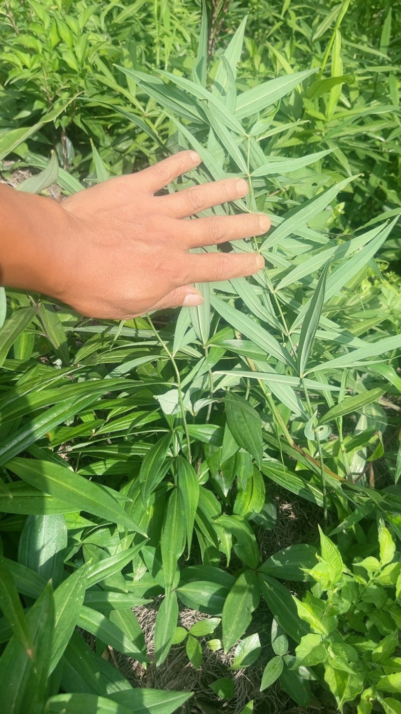 黄精苗，滇黄精苗，3年红花滇黄精露天籽育苗，健康无虫病！