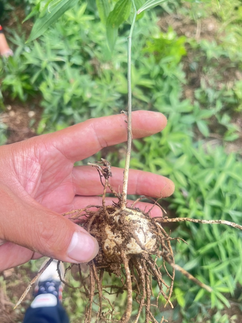 黄精苗，滇黄精苗，3年红花滇黄精露天籽育苗，健康无虫病！