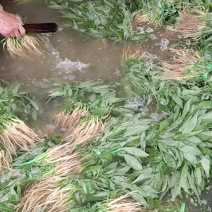 青苋菜