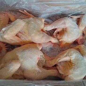 黄脚公鸡，规格齐全，厂家直接发货，价格**