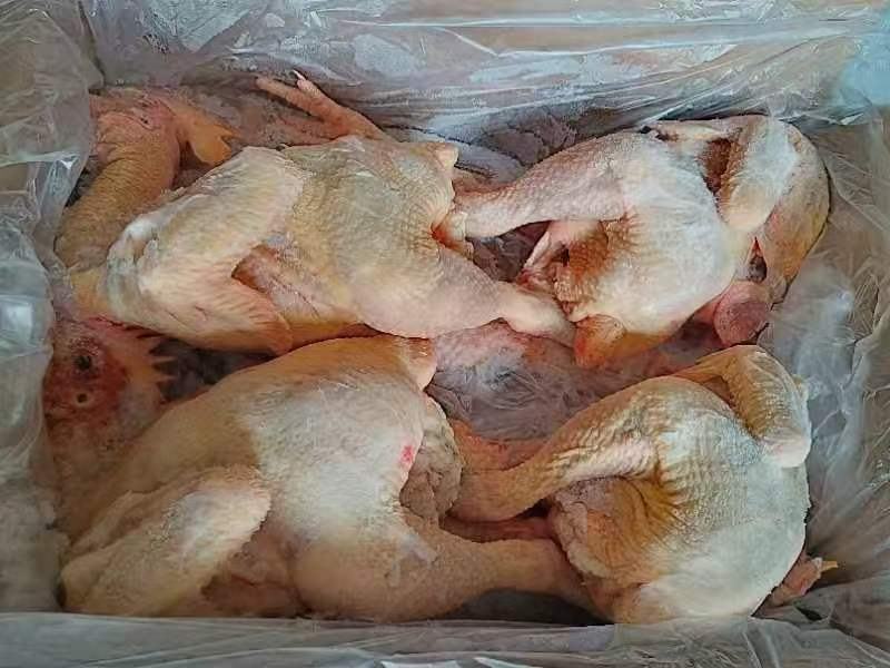 黄脚公鸡，规格齐全，厂家直接发货，价格**