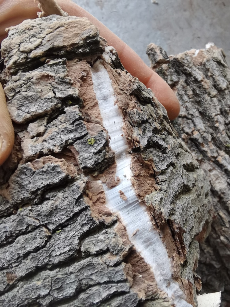伏牛山杜仲皮，新货，干货。大片皮。欢迎咨询