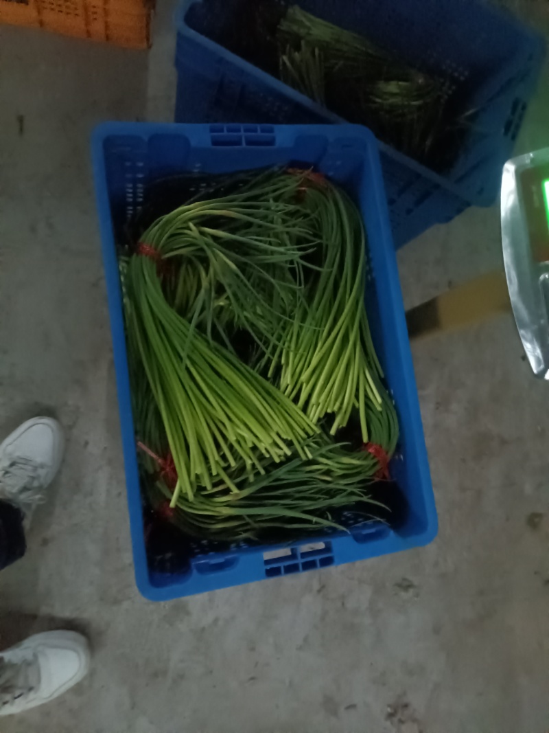 蒜薹新鲜出炉大量供应物美价廉欢迎电联
