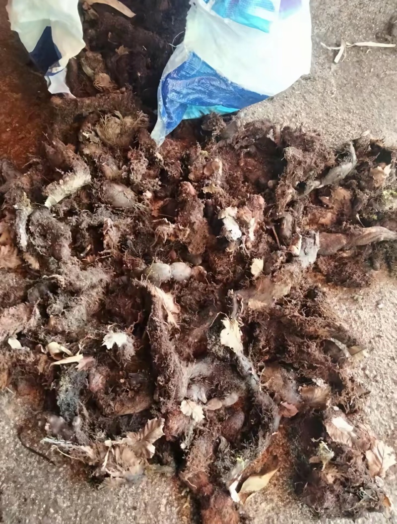 骨碎补，品质保证，价格优惠，实力商家，产地直发