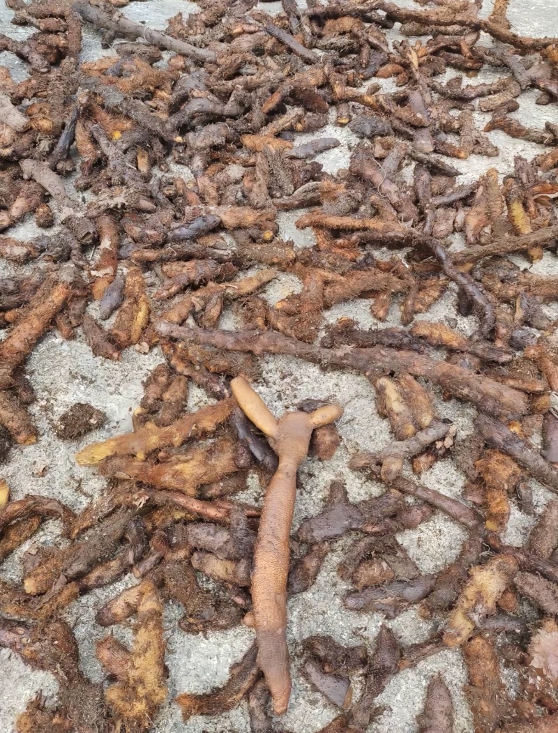 骨碎补，品质保证，价格优惠，实力商家，产地直发