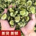 蔬菜干制品黄瓜片黄瓜干农副产品蔬菜干制品