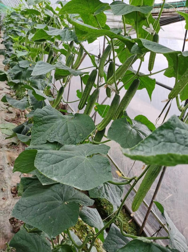 精品黄瓜燕白黄瓜大量上市货源充足量大从优质量保证
