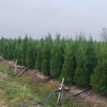 塔柏苗，蜀桧苗，桧柏苗，松柏苗，圆柏苗，农户种植一手货源