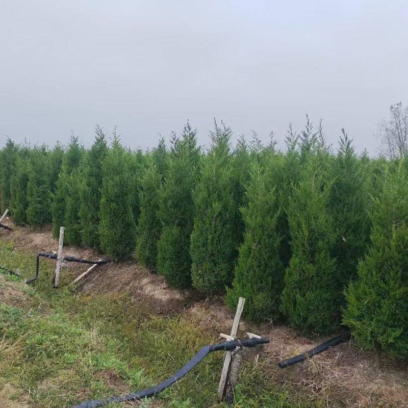 塔柏苗，蜀桧苗，桧柏苗，松柏苗，圆柏苗，农户种植一手货源