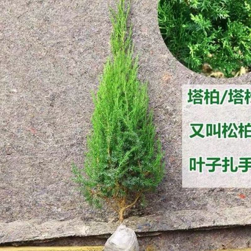 塔柏苗，蜀桧苗，桧柏苗，松柏苗，圆柏苗，农户种植一手货源