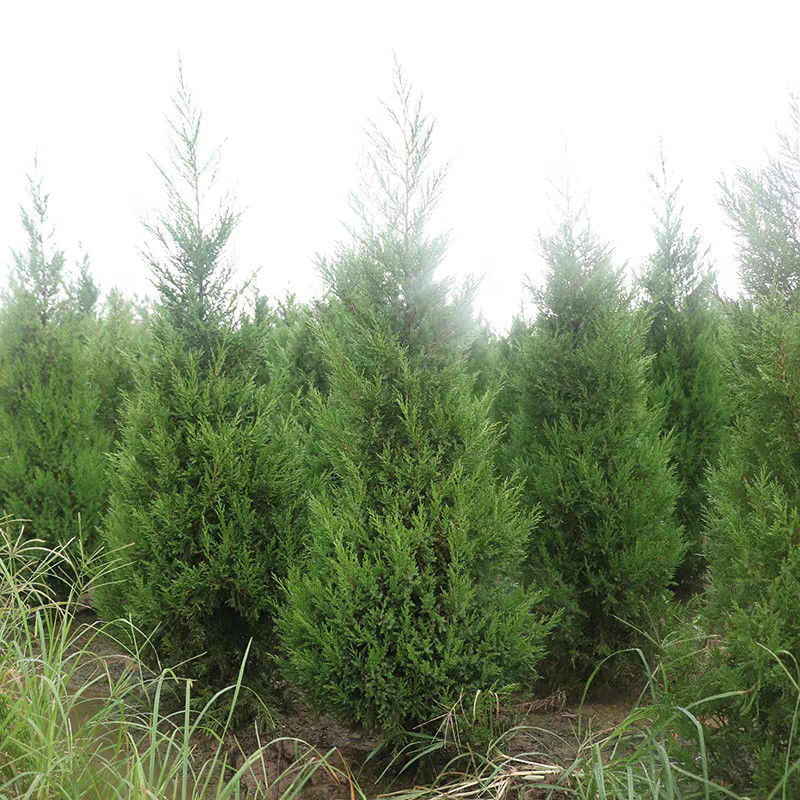 塔柏苗，蜀桧苗，桧柏苗，松柏苗，圆柏苗，农户种植一手货源