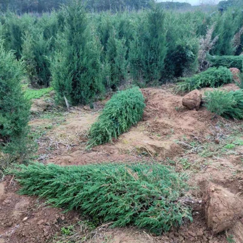 塔柏苗，蜀桧苗，桧柏苗，松柏苗，圆柏苗，农户种植一手货源