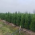 塔柏苗，蜀桧苗，桧柏苗，松柏苗，圆柏苗，农户种植一手货源