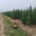 塔柏苗，蜀桧苗，桧柏苗，松柏苗，圆柏苗，农户种植一手货源