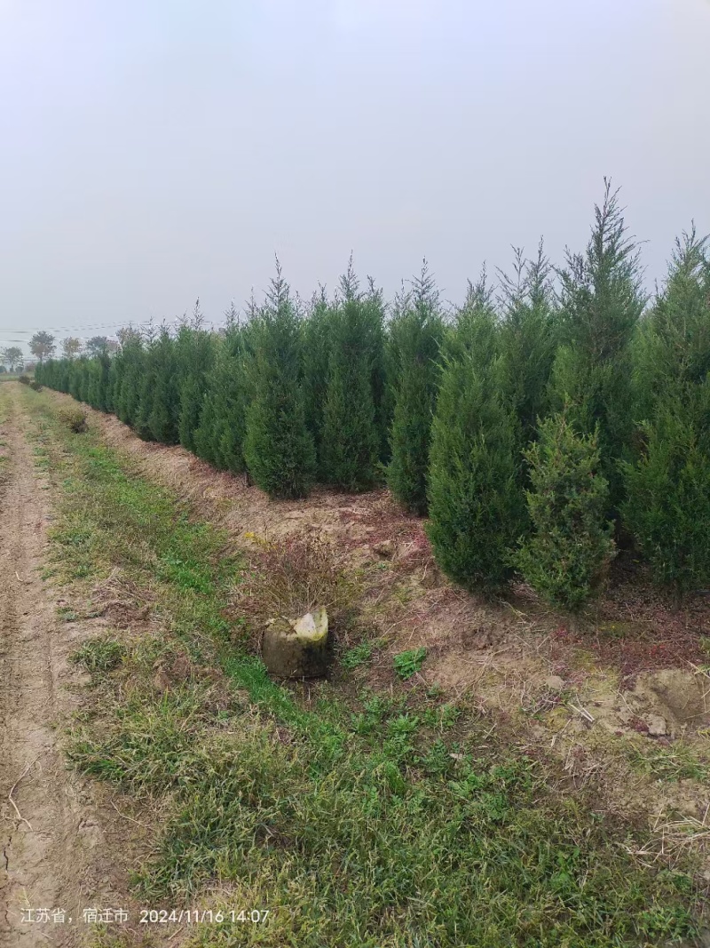 塔柏苗，蜀桧苗，桧柏苗，松柏苗，圆柏苗，农户种植一手货源