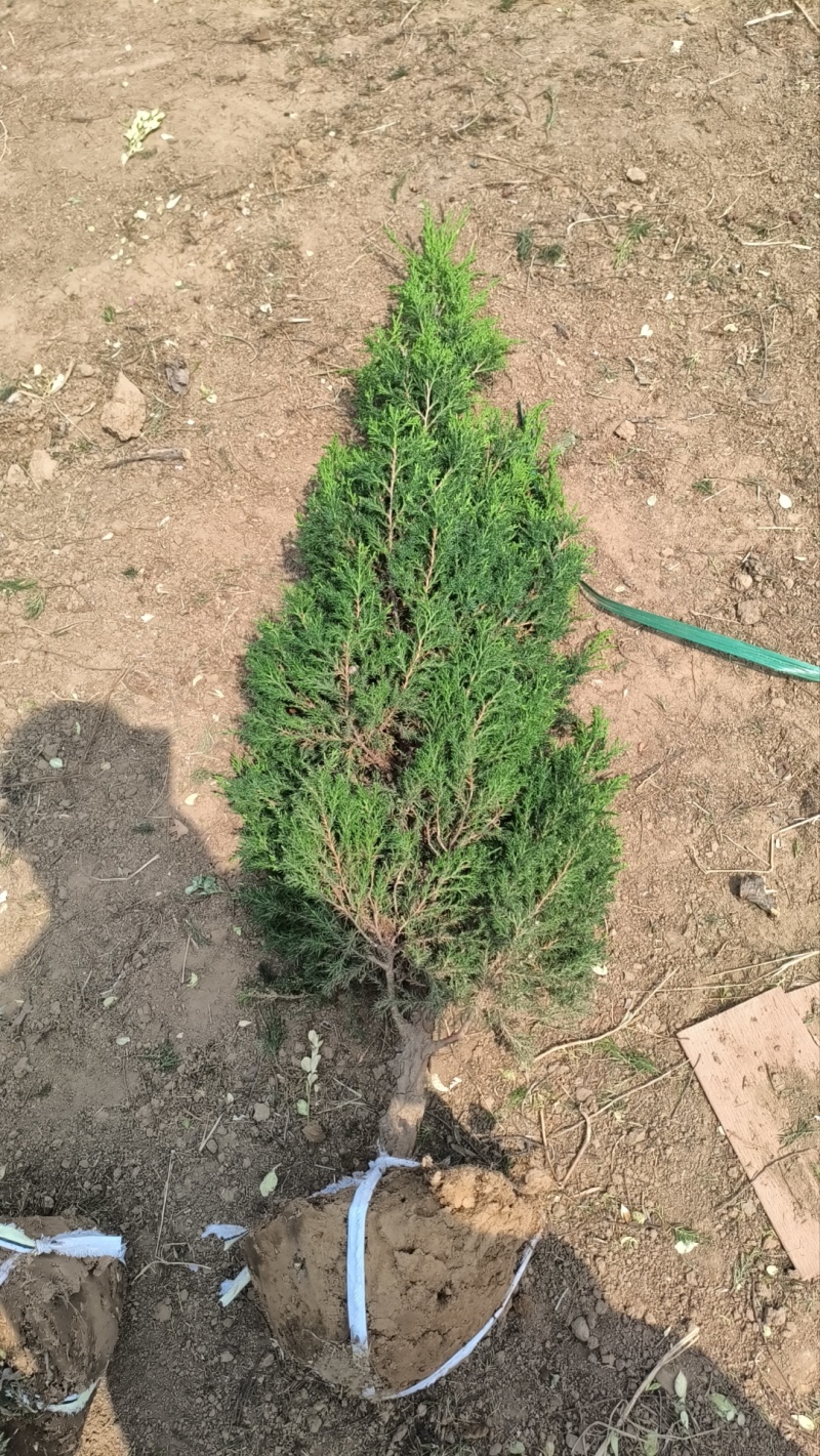 塔柏苗，蜀桧苗，桧柏苗，松柏苗，圆柏苗，农户种植一手货源