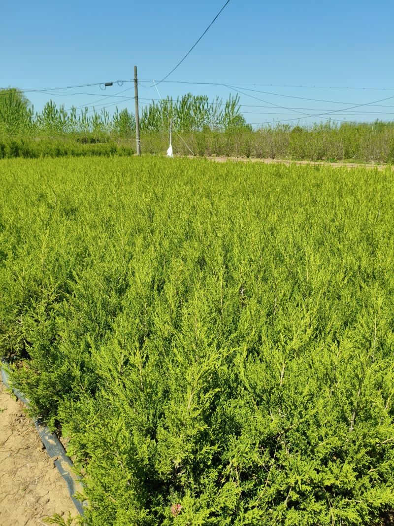 塔柏苗，蜀桧苗，桧柏苗，松柏苗，圆柏苗，农户种植一手货源