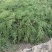 2025年新油菜籽上市中，可对接各个工厂