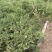 2025年新油菜籽上市中，可对接各个工厂