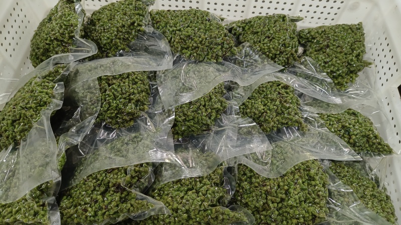 包邮江津保鲜花椒青花椒麻椒350g*60袋/箱厂家直发