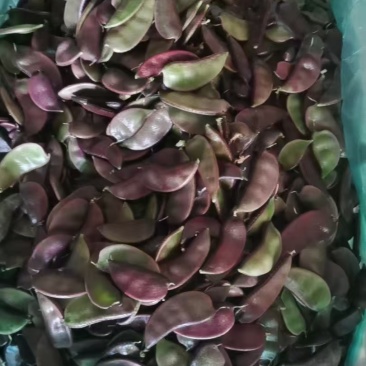 东台南汇扁豆大量上市
