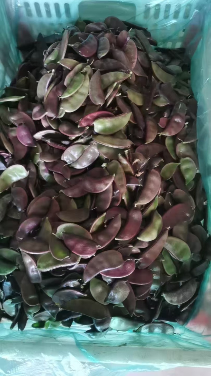 东台南汇扁豆大量上市