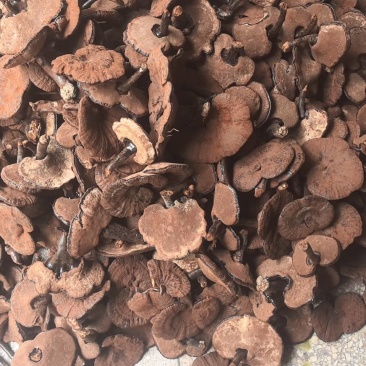 江西紫灵芝粉灵芝。短腿带粉。12公分以下。