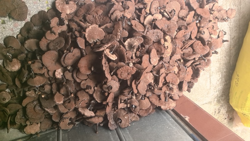 江西紫灵芝粉灵芝。短腿带粉。12公分以下。