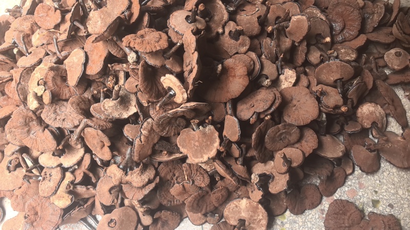 江西紫灵芝粉灵芝。短腿带粉。12公分以下。