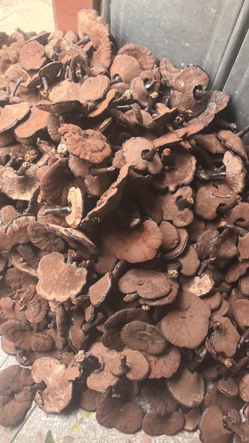 江西紫灵芝粉灵芝。短腿带粉。12公分以下。