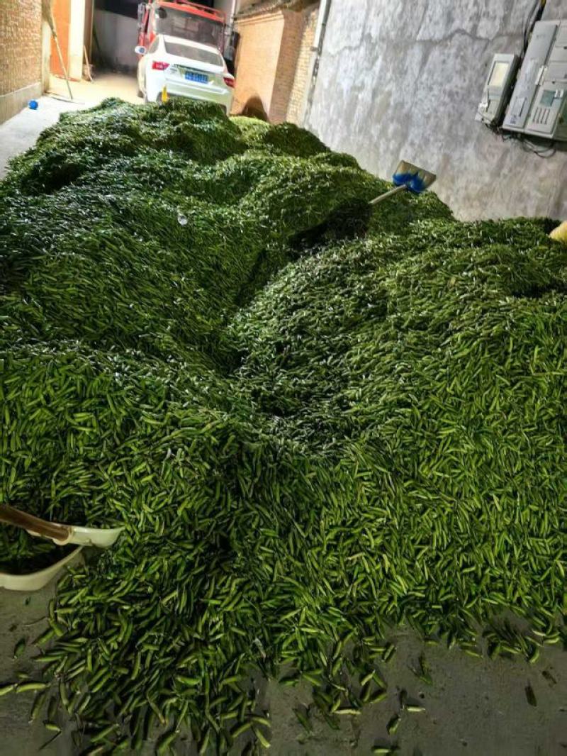 豌豆，加工豌豆