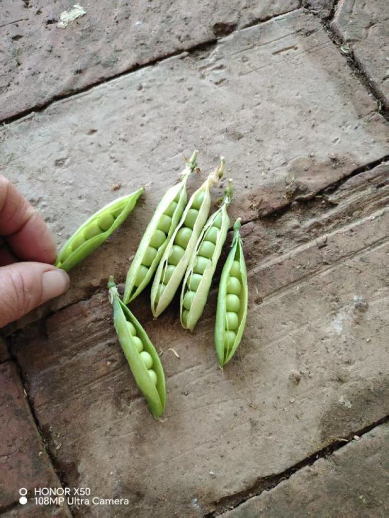 豌豆，加工豌豆
