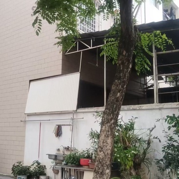黄花黎树