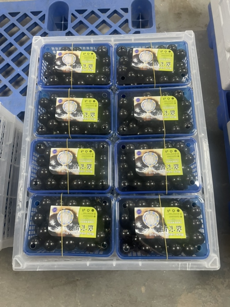 千亩嘉宝果树葡萄基地常年供应社区电商商超出口