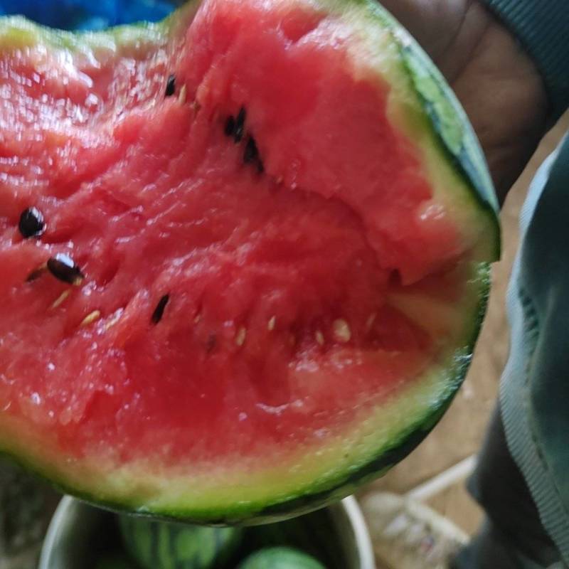 小糖丸西瓜