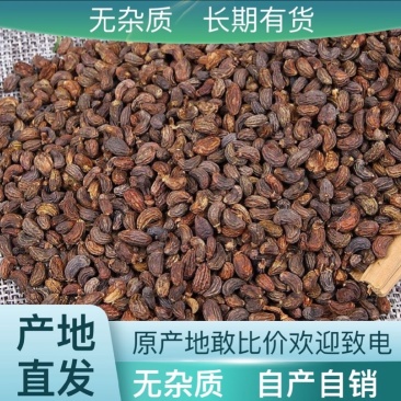 【女贞子】中药材承接各类订单女贞子价格美丽实惠