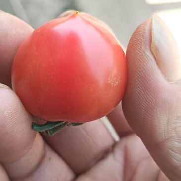 小番茄
