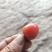 小番茄