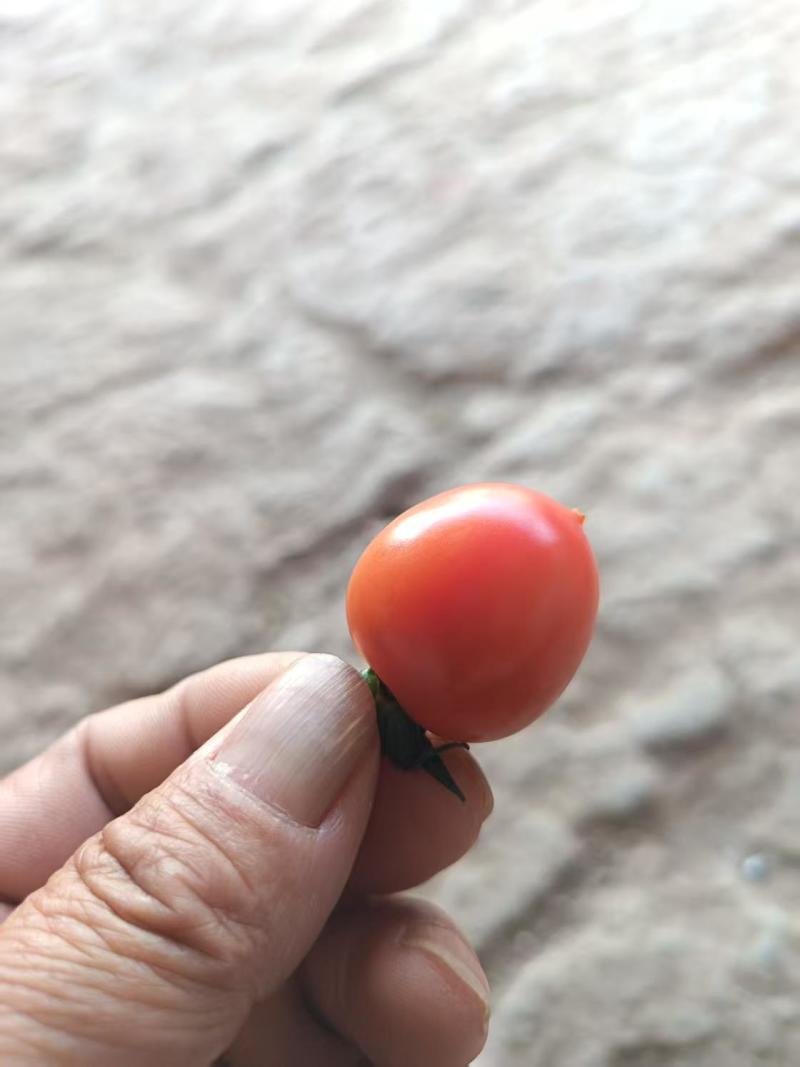 小番茄