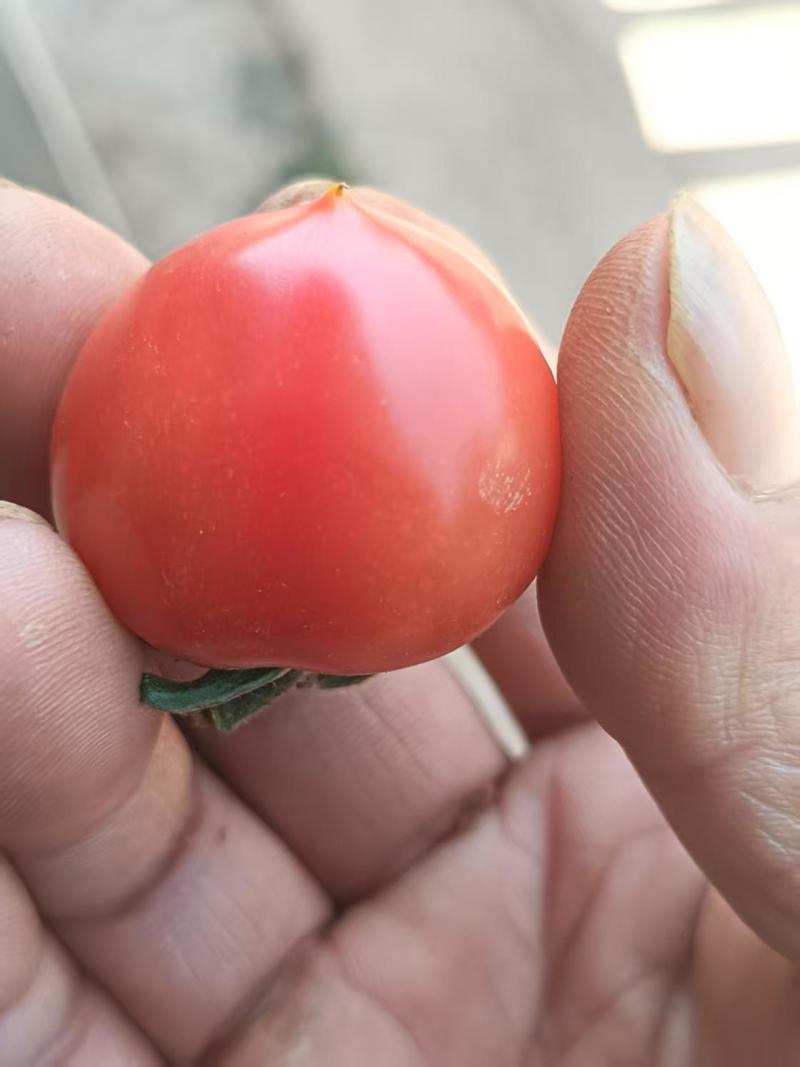 小番茄
