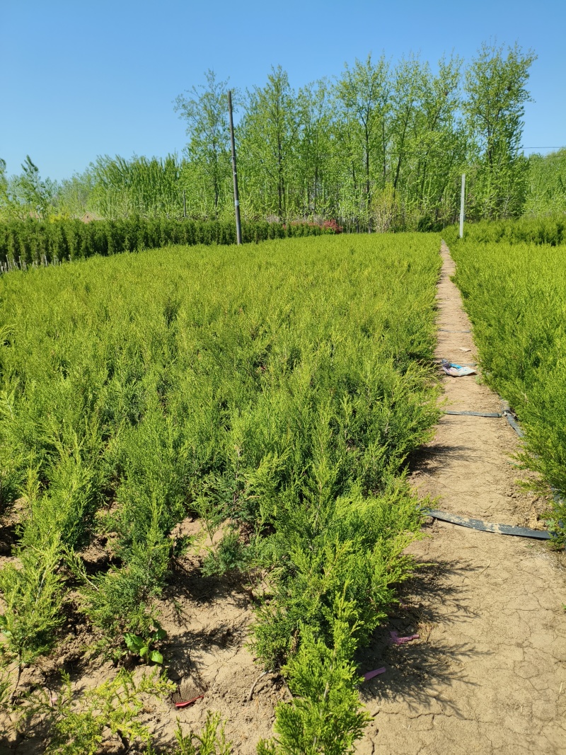 塔柏蜀桧树苗30一3.5米高.基地一手货源量大,塔柏床苗