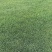 剪股颖草坪草