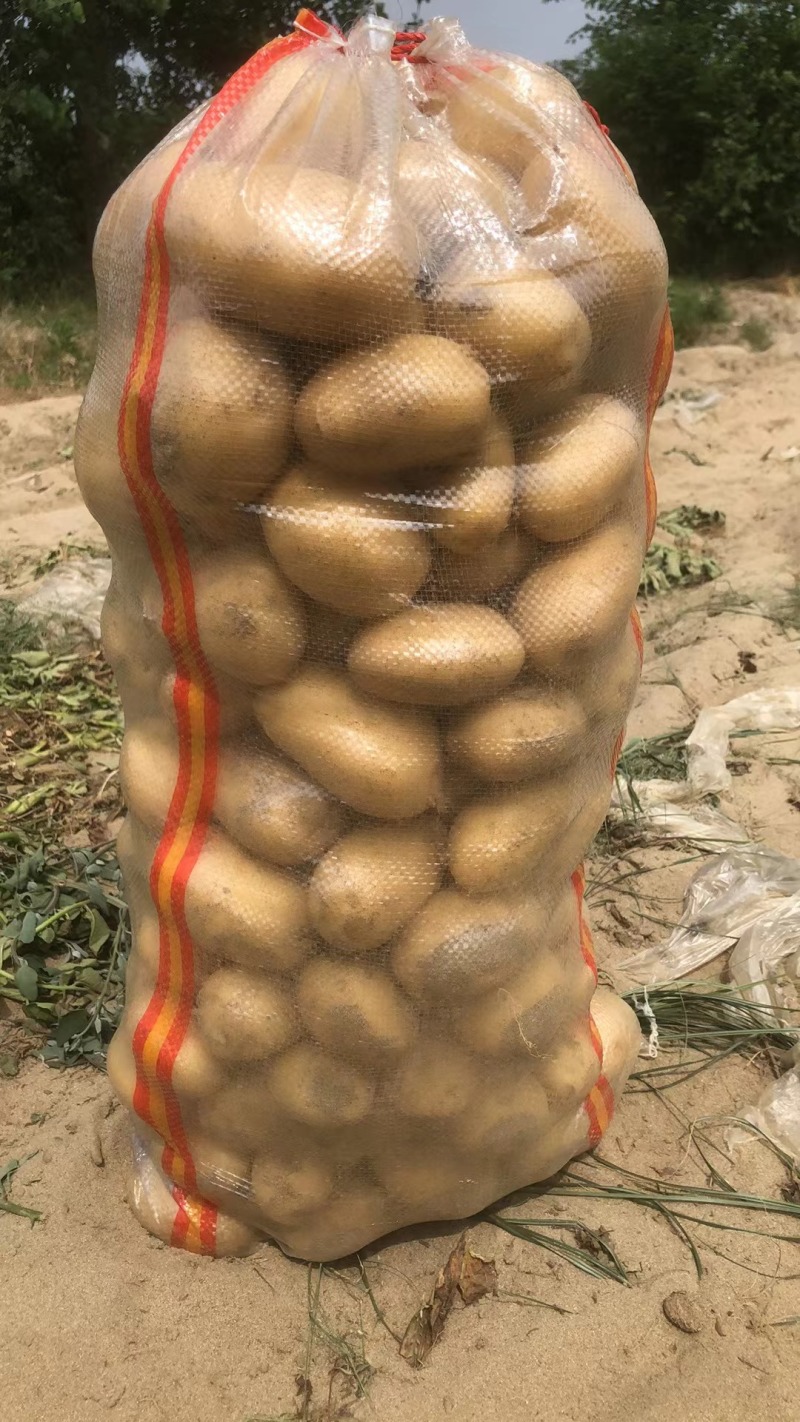 黄心土豆大量有货市场货电商货手工挑选产地直发