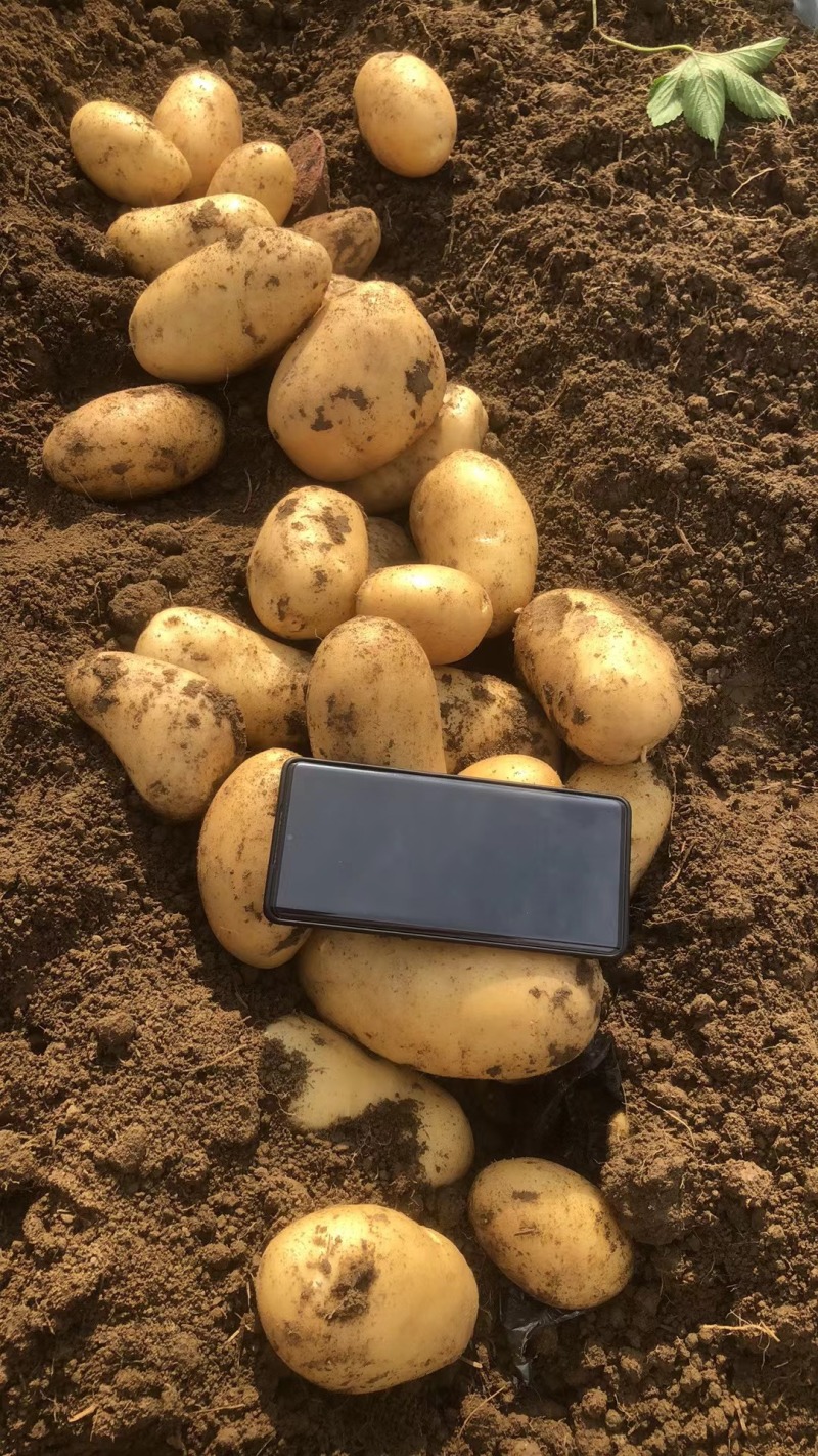 黄心土豆大量有货市场货电商货手工挑选产地直发