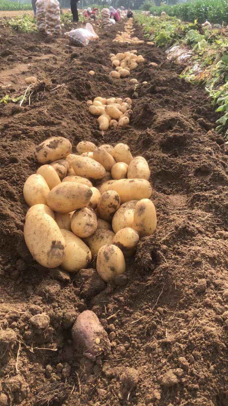 黄心土豆大量有货市场货电商货手工挑选产地直发