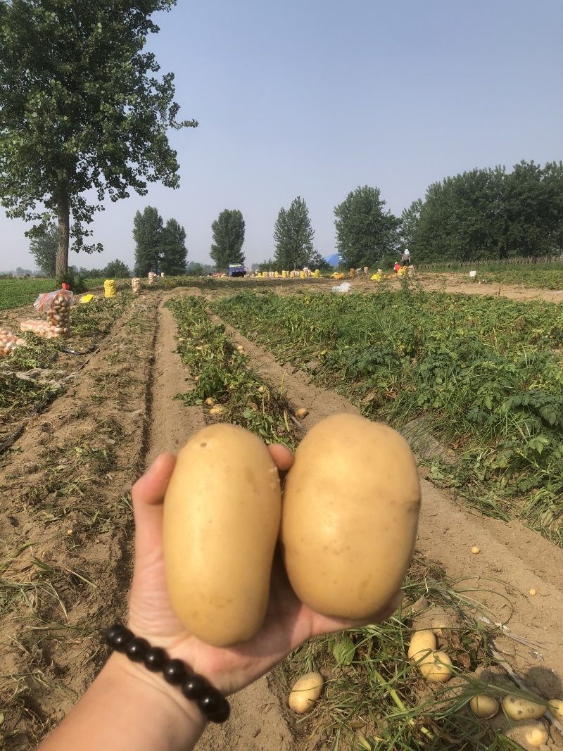 黄心土豆大量有货市场货电商货手工挑选产地直发