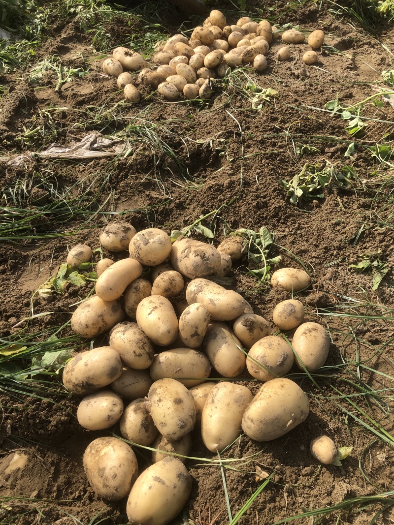 黄心土豆大量有货市场货电商货手工挑选产地直发
