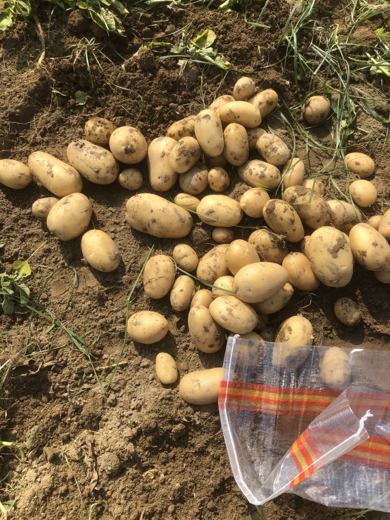 黄心土豆大量有货市场货电商货手工挑选产地直发