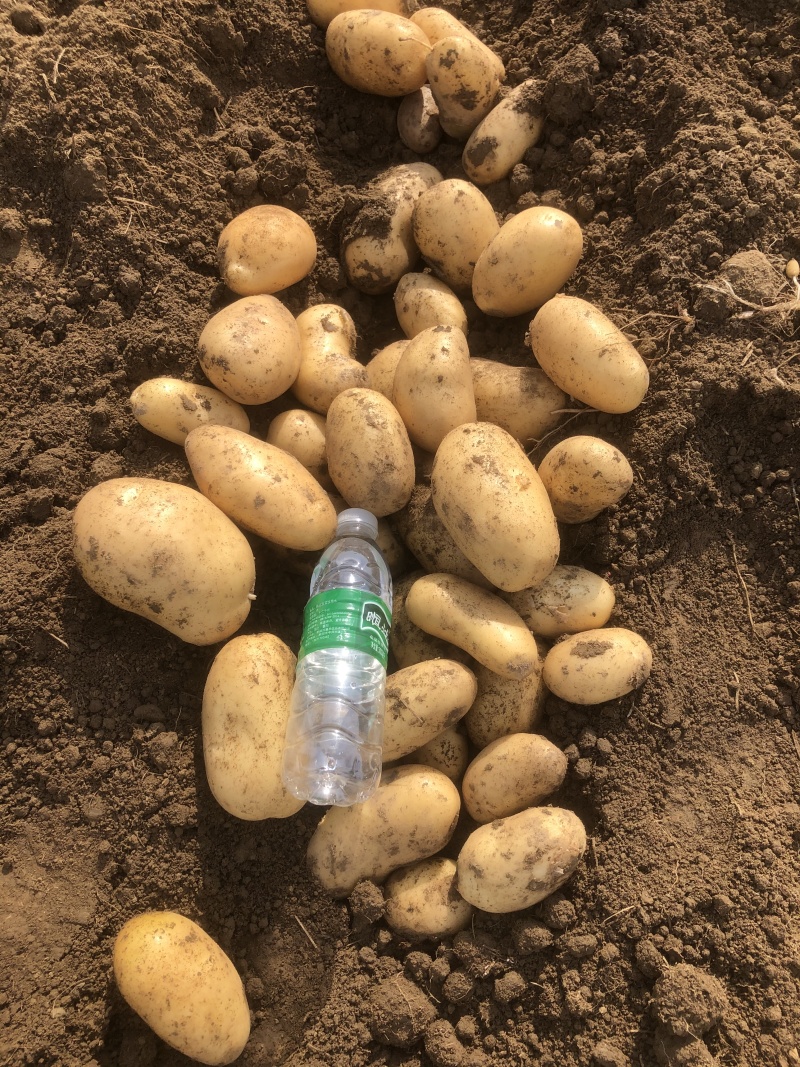 黄心土豆大量有货市场货电商货手工挑选产地直发